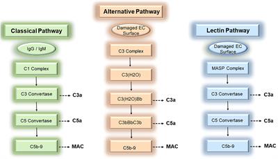 Membrane attack complexes, endothelial cell activation, and direct allorecognition